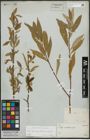 Foto von Salix alba subsp. vitellina (L.) Arcang. x Salix fragilis L.